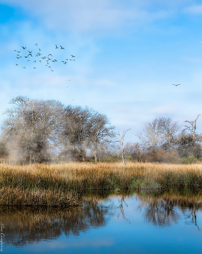 Fog | by lcomperry
