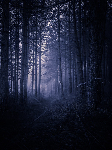 wood mist misty night dark woods moody mysterious