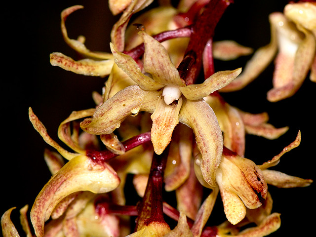 Xylobium leontoglossum