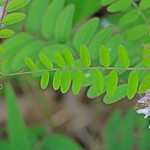CAC027515a Carolina Vetch at Thomas Hollow, McDonald Co., MO, 150428. Vicia caroliniana.  Rosids: Fabales: Fabaceae.