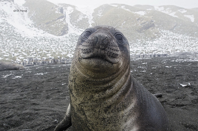 Young Elephant Seal