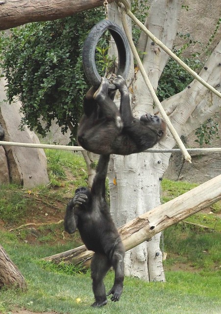 Gorillas - Playtime with Frank and Monroe