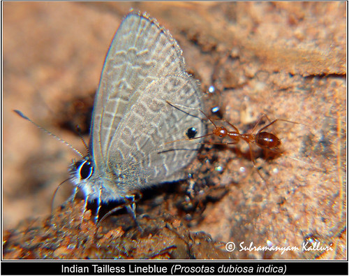 macro closeup forest butterfly wildlife butterflies blues insects flyinginsect lycaenidae insectindia butterfliesofindia butterfliesofasia lepidopreta butterfliesofandhrapredesh