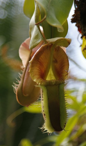 auckland pitcherplant