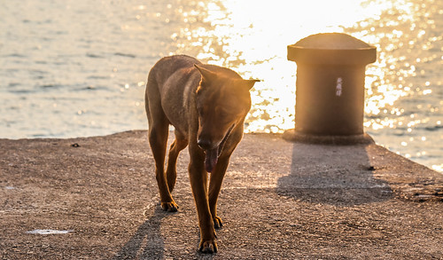 sunset sea dog hongkong pier 二寶