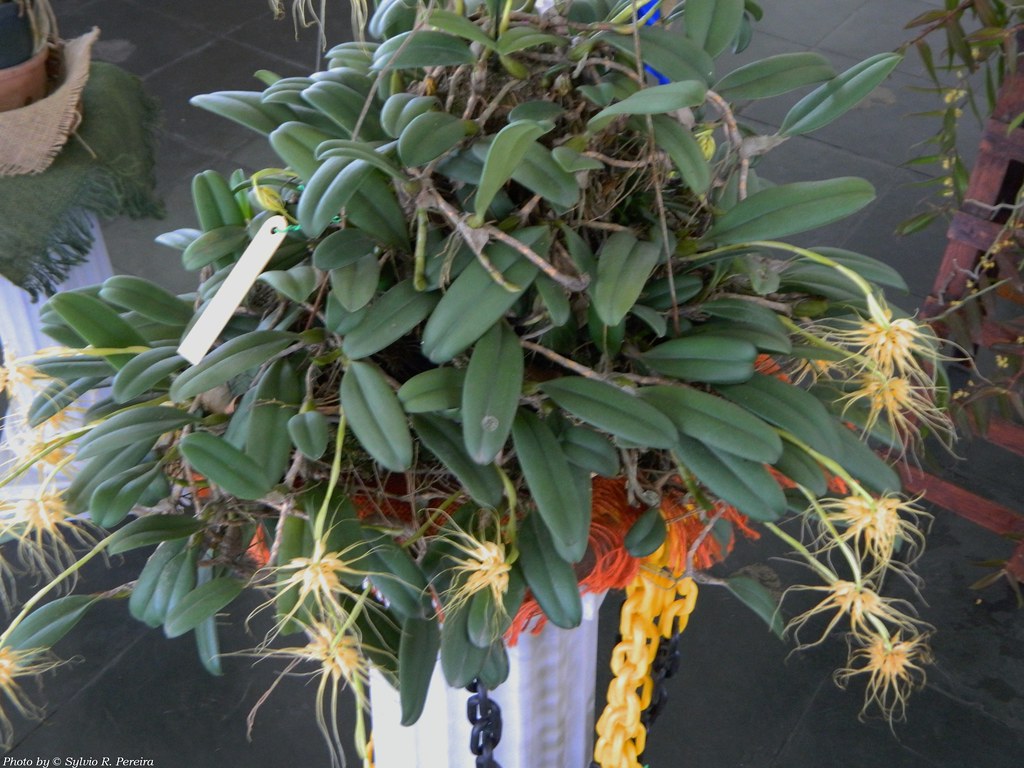 Bulbophyllum vaginatum | Bulbophyllum vaginatum (Lindl.) Rch… | Flickr
