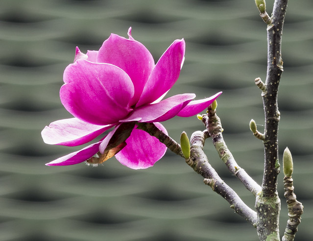 Magnolia × soulangeana (saucer magnolia)