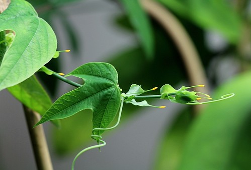  Passiflora incarnata- = Passiflora edulis var. kerii 20665355174_8fe55baf20