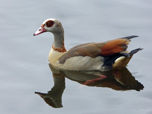 Nilgans  / Egyptian goose  (2)