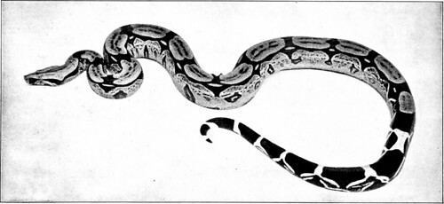 Image from page 373 of "The American natural history; a foundation of useful knowledge of the higher animals of North America" (1904)