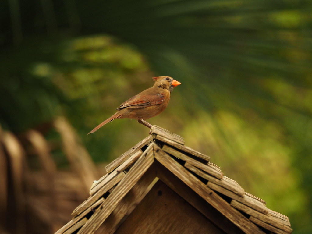 northern cardinal | OLYMPUS DIGITAL CAMERA | carlinsc | Flickr
