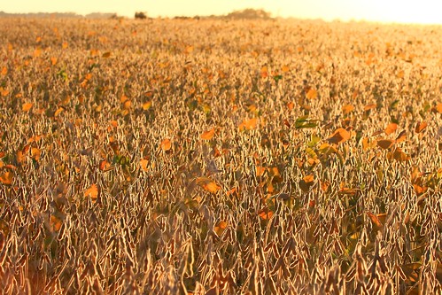 county sunset field howard reis iowa larry springs lime soybean