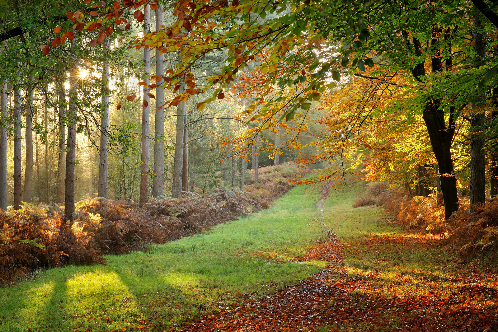 Autumn Forest Glade