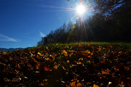 foglie alberi sole autunno zz passeggiata feltre nunatak zermen coldellalbero iltelva