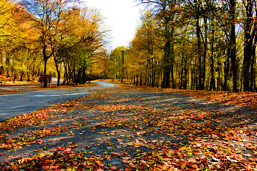 autumn trees light shadow sky sun colors leaves forest way landscape flickr peace seasons catalog nikond800 filickrturkey