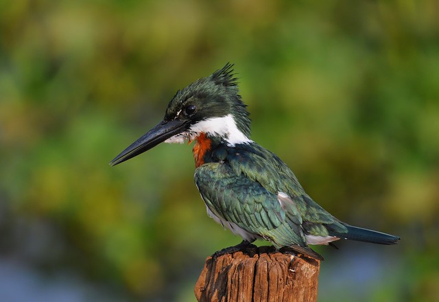 Amazon kingfisher / Martim-pescador-verde
