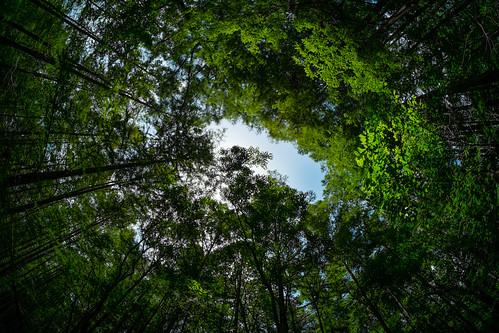 trees green louisiana unitedstates canopy saintlandry duckmoss