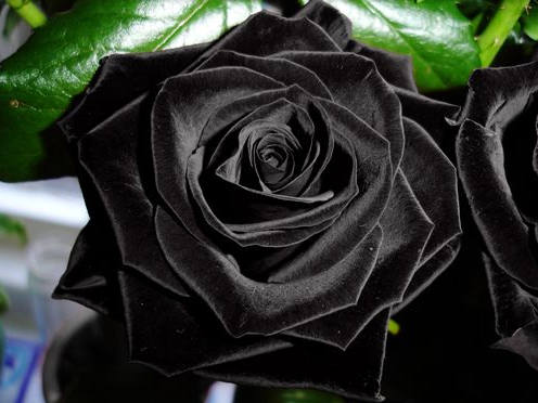 黑玫瑰8