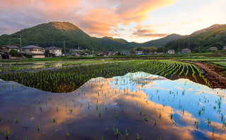 rice fields in japan with the morning sun