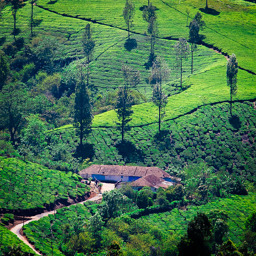 india nature landscape tea farm kerala teaplantation munnar nikond5100