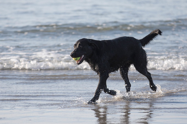 Higgins Beach - Black Dog Romping in the Water-14.jpg