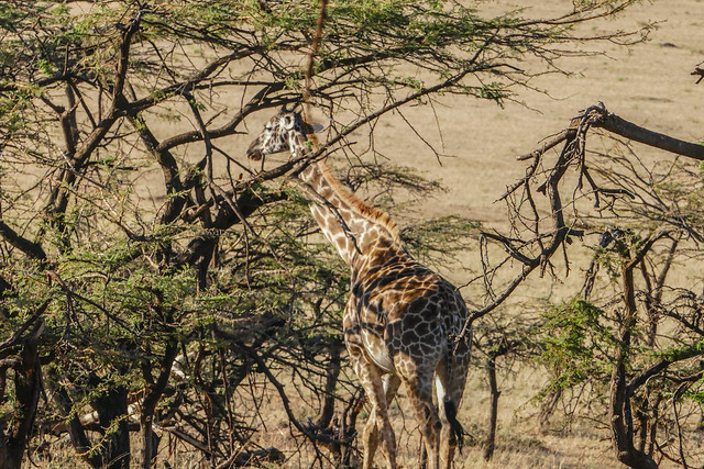 Giraffe in tree