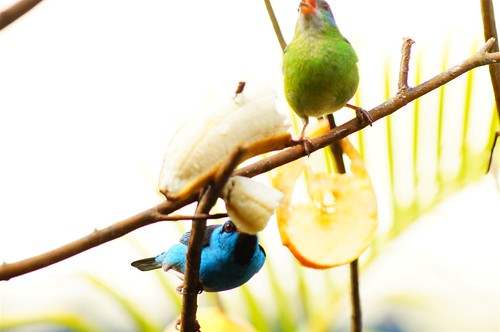 DSC01911 | by ambrogi_taubate