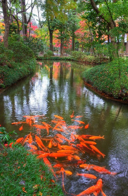 Carp Pond in Autumn Garden
