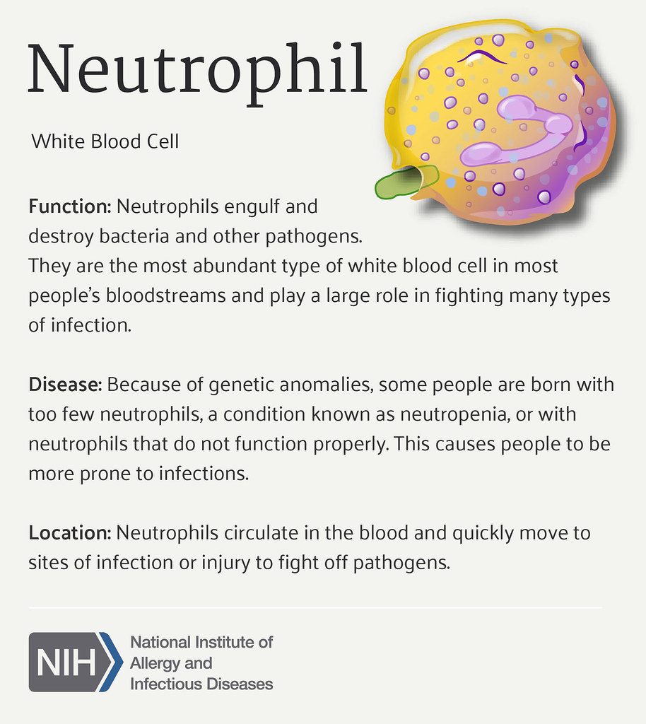 Neutrophils 3 Ways