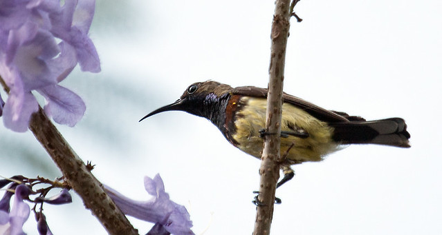 IMG_5373  Olive-backed Sunbird - male