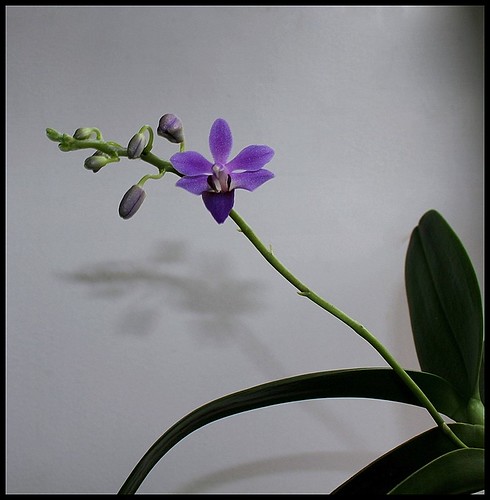 Doritaenopsis 'Purple Gem' f. caerulea  21303721745_d145152d34
