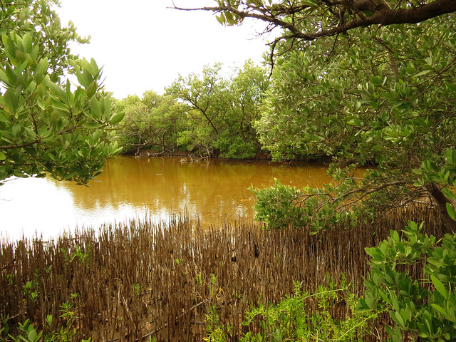 Mangroves in Celestún Estuary