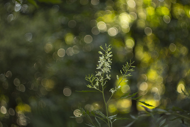 Lomatia silaifolia