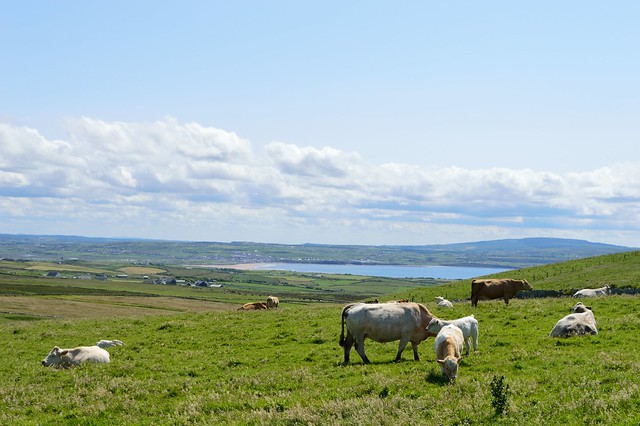 Cliff of Moher Cows