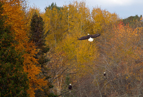 autumn fall leaves colours soaring birdofprey baldeagles mississagiriverironbridgeontariocanada