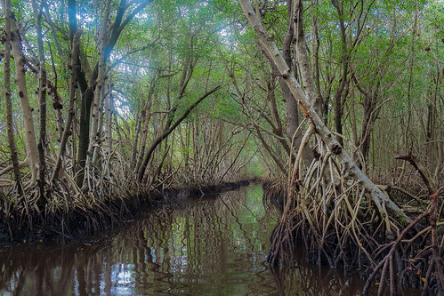 us fuji florida mangrove everglades ochopee floride étatsunis xe1