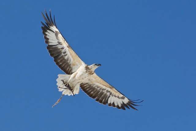 White bellied sea eagle with leatherjacket