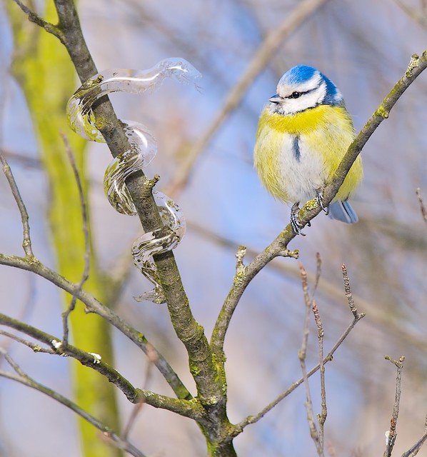 Blue tit and snake