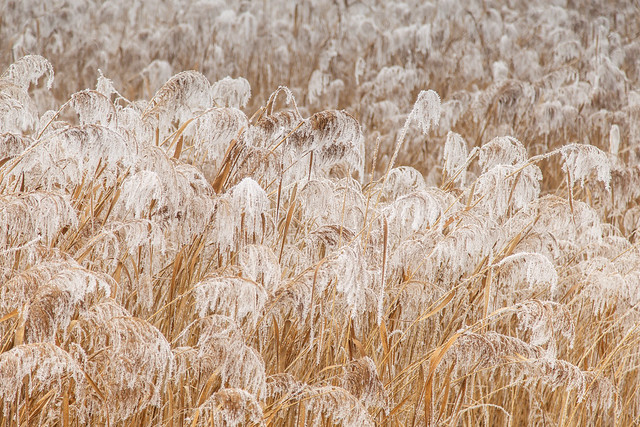 White frost in the reed