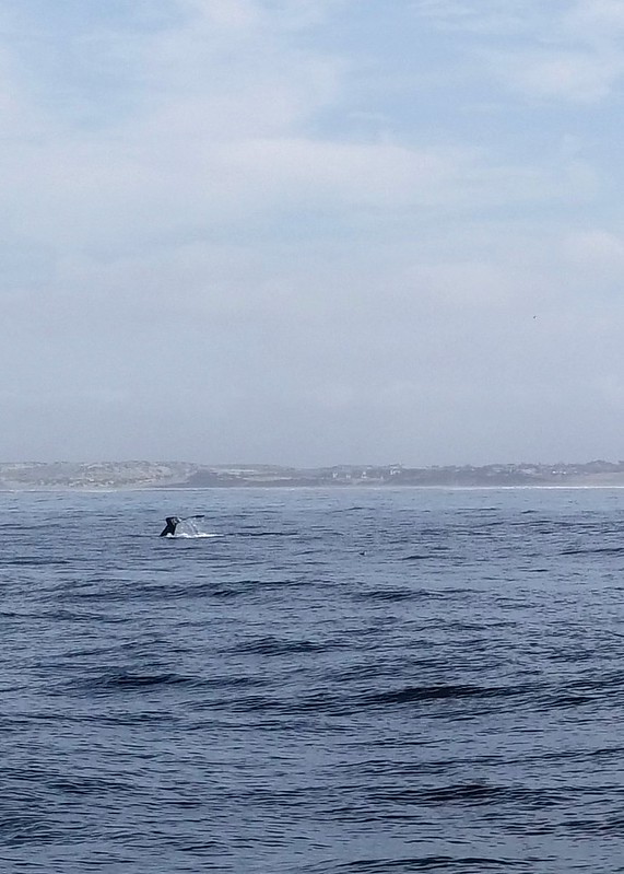 Whale watching in Monterey Bay