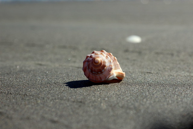 Still life on sand [shells#54]