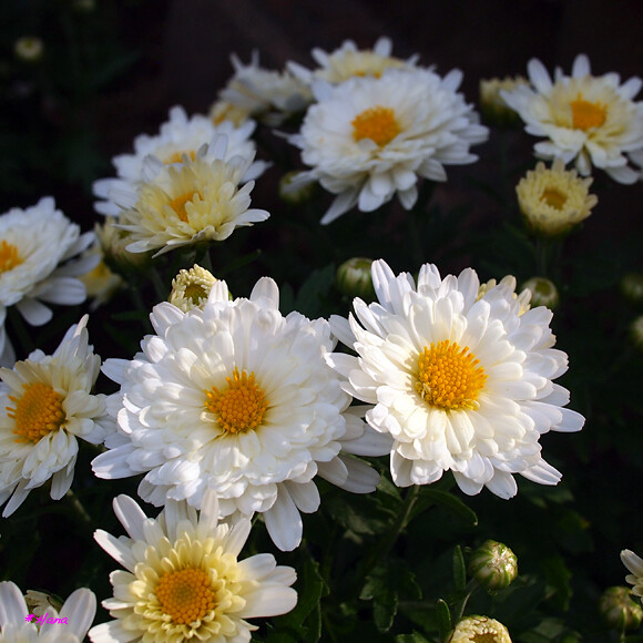 菊 Chrysanthemum Morifolium 白い菊の花言葉は 真実 誠実 慕う だそうです Flickr