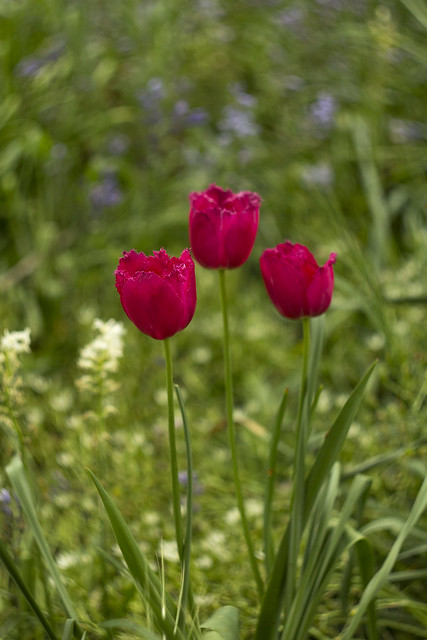 three late tulips