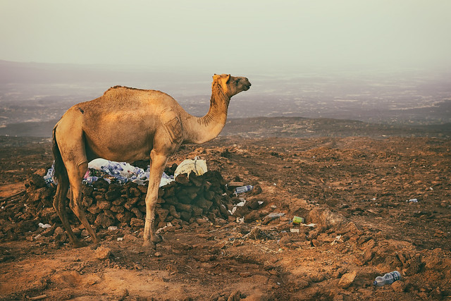 Camel on Guard in the Danakil Depression
