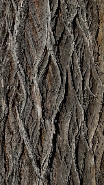 (#1124)-Oregon - Lakeview, tree bark, detail