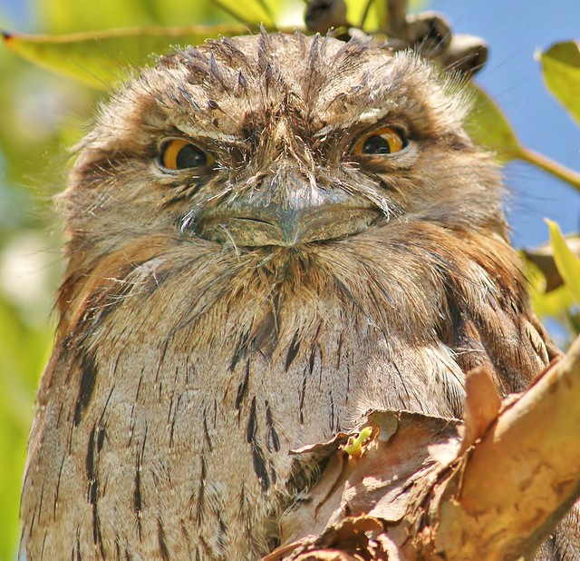 Not sure what this Tawny Frogmouth is thinking, but it can't be nice