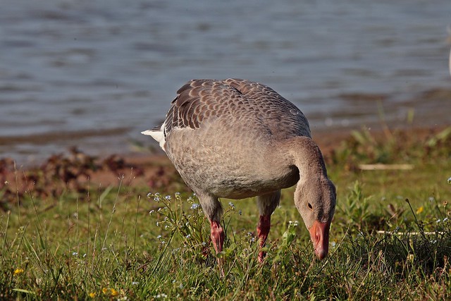 Graugans,greylag goose (Anser anser)