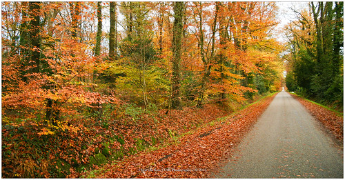 autumn autumncolors canon color cvk enschede europe fall forrest landscape nature netherlands outdoor overijssel twente nederland nl roads chrisvankan ngc theroom cvkphotography