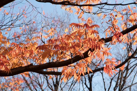 Autumn Leaves 北の丸公園の紅葉 Autumn Leaves 紅葉 Park Kitanomaru 北の Flickr