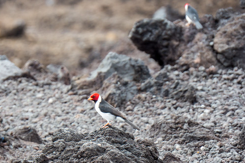 2015wintervacation hi hawaii usa animal bird cardinal lava rock vacation oceanview unitedstates us